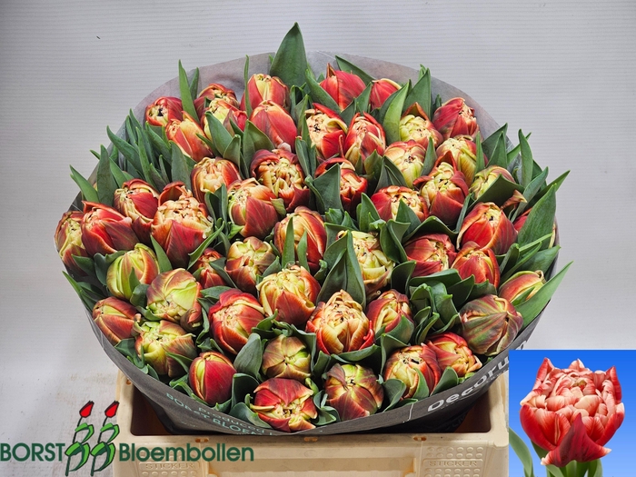 <h4>TU DU COVENTRY</h4>