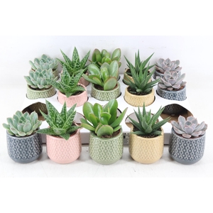 arr3 OV - Ker. Sao Paulo