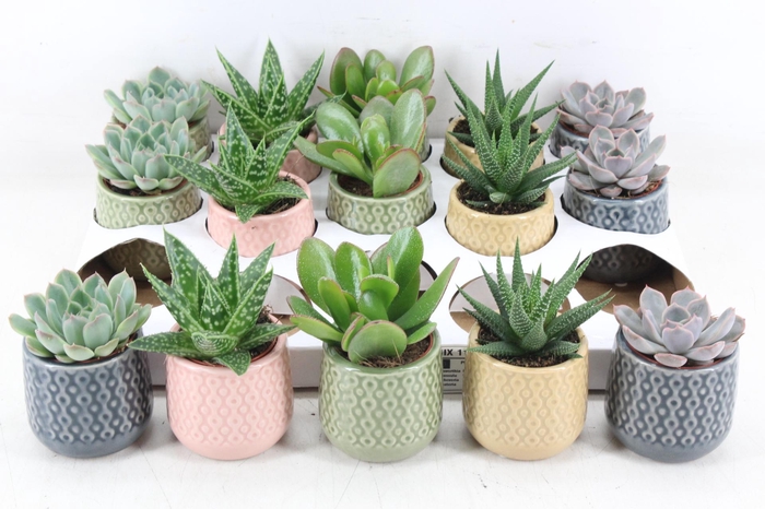 <h4>arr3 OV - Ker. Sao Paulo</h4>