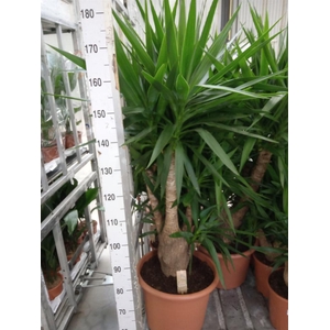 Yucca elephantipes   ...