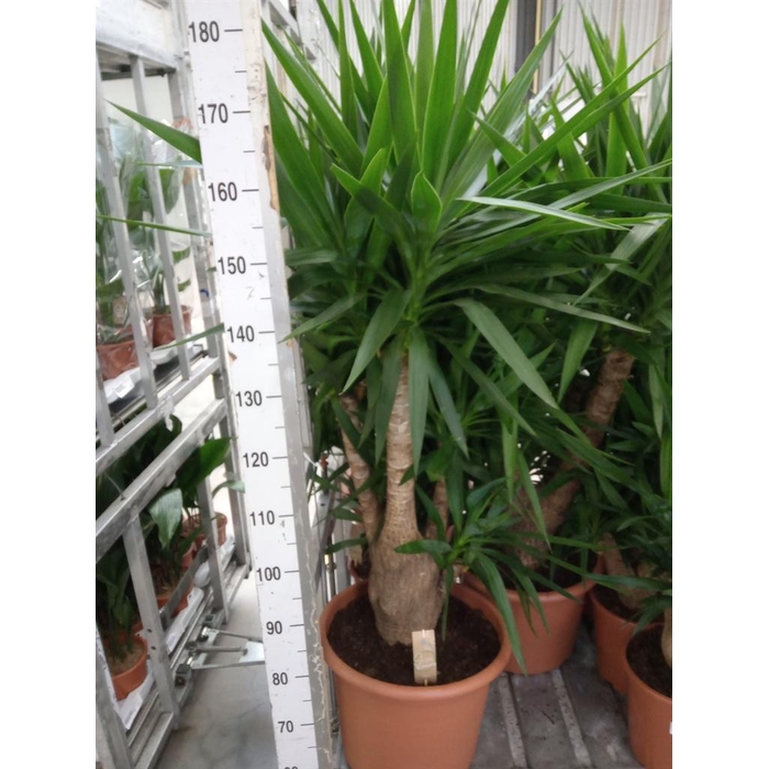 <h4>Yucca elephantipes   ...</h4>