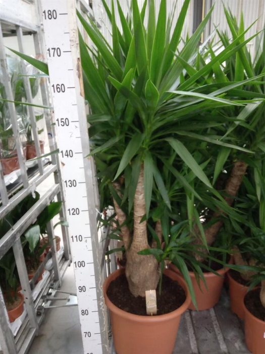 Yucca elephantipes   ...