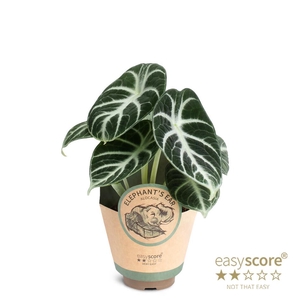 ALOCASIA REGINULA P9 NINJA PAPER