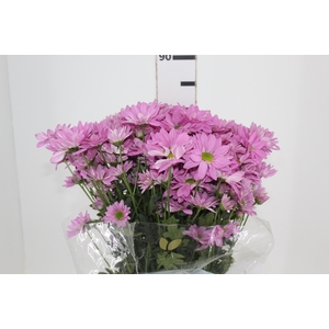 CRISANTEMO ROSE REAGAN 080 CM