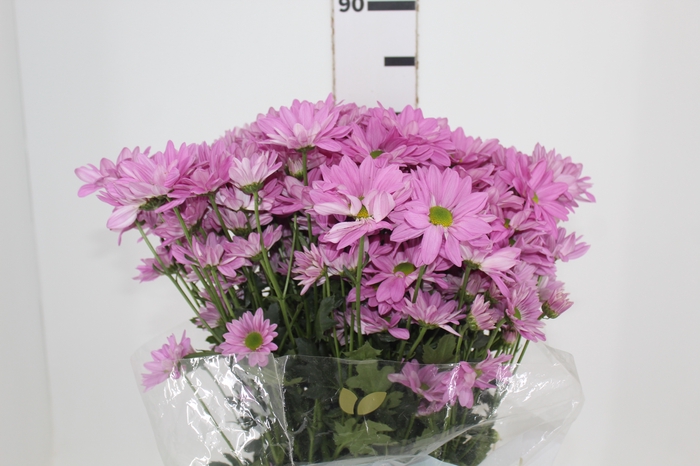 <h4>CRISANTEMO ROSE REAGAN 080 CM</h4>
