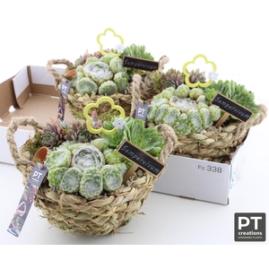 ARR SEMPERVIVUM