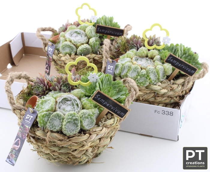 <h4>ARR SEMPERVIVUM</h4>