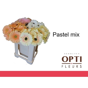 Gerbera Mix Pastel