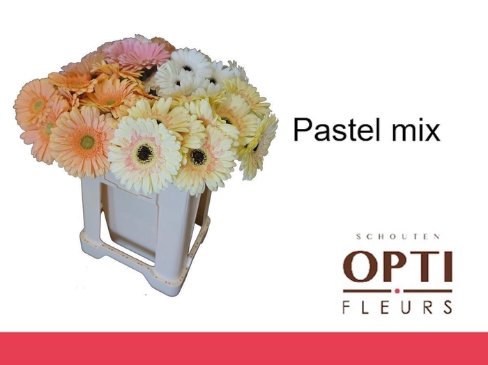 <h4>Gerbera Mix Pastel</h4>