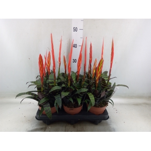 Vriesea  'Era'