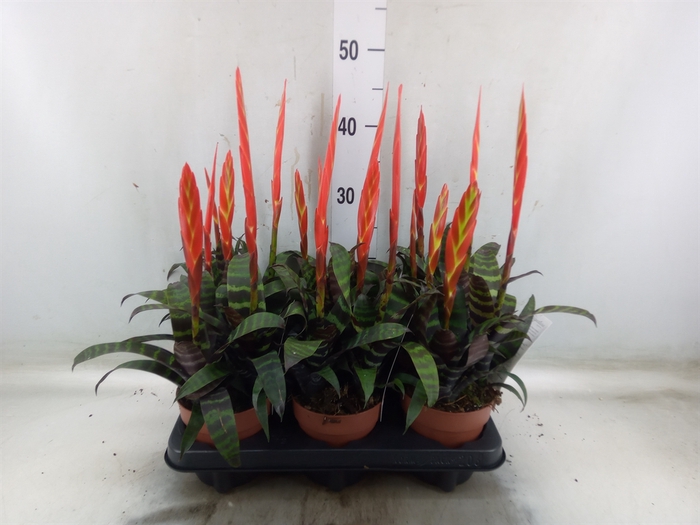 <h4>Vriesea  'Era'</h4>