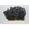 Eryngium Blue Dynamite
