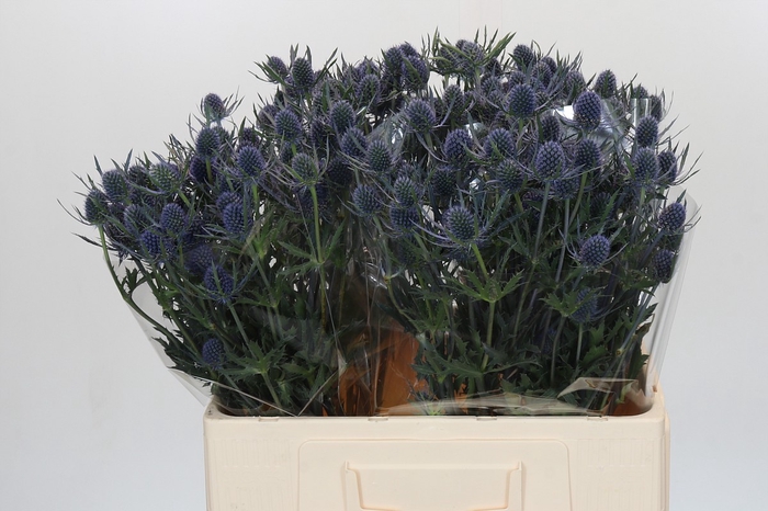 Eryngium Blue Dynamite