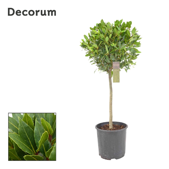 <h4>Laurus nobilis Bol op stam</h4>