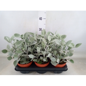 Kalanchoe NF   ...