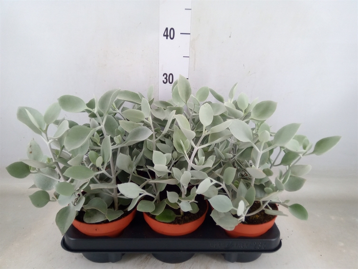 <h4>Kalanchoe NF   ...</h4>