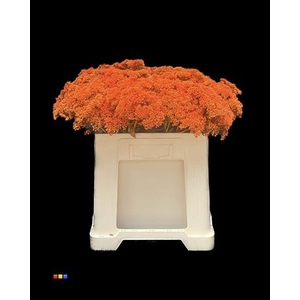 Sedum Orange