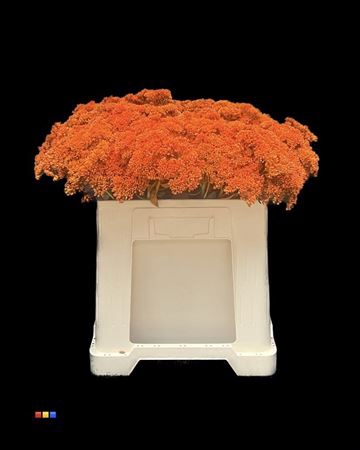 <h4>Sedum Orange</h4>