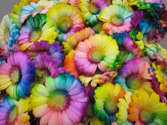 <h4>Ge Mi G Rainbow</h4>