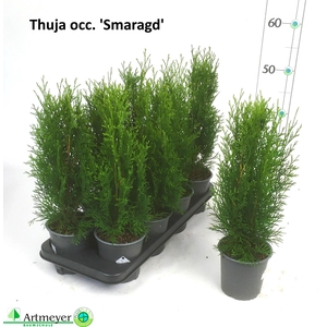 THUJA O SMARAGD