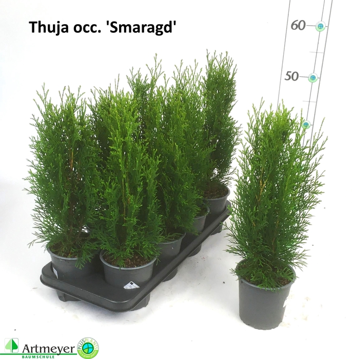 <h4>THUJA O SMARAGD</h4>