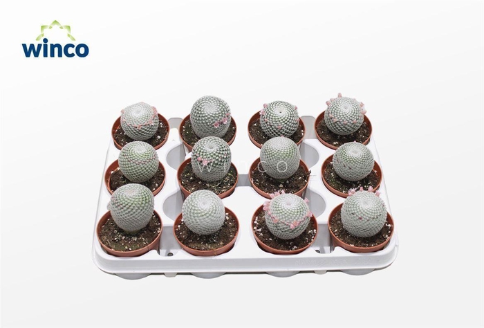 <h4>Mammillaria Microthele Superfina (flowering)</h4>