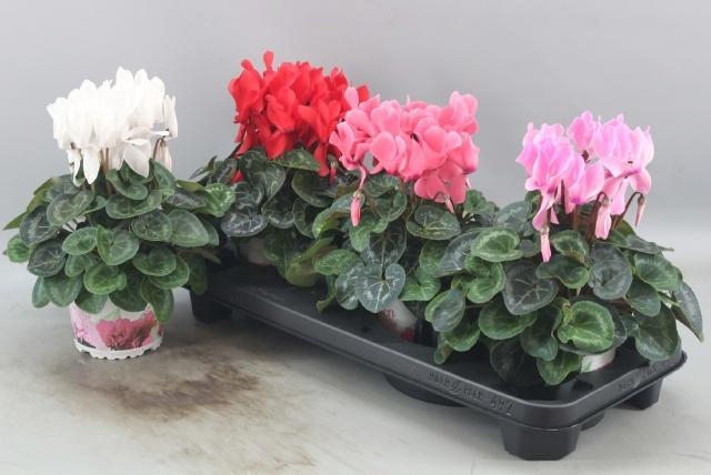 <h4>CYCL GR SUP XL</h4>