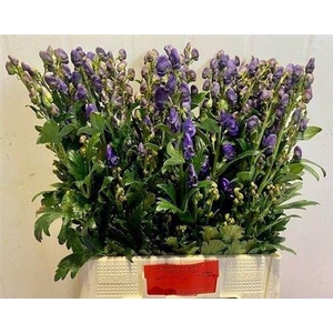 Aconitum Car Arendsii