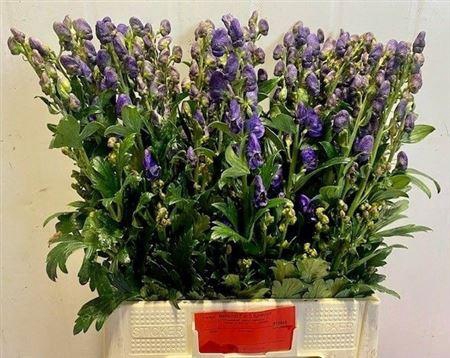 <h4>Aconitum Car Arendsii</h4>