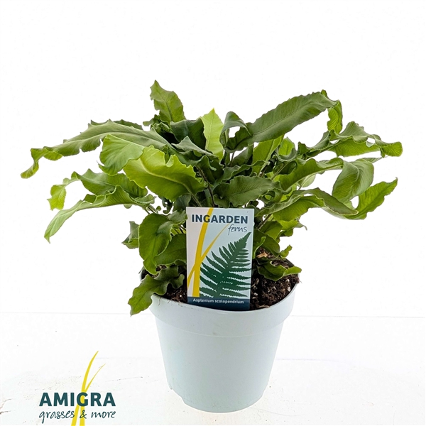 <h4>Asplenium scolopendrium</h4>