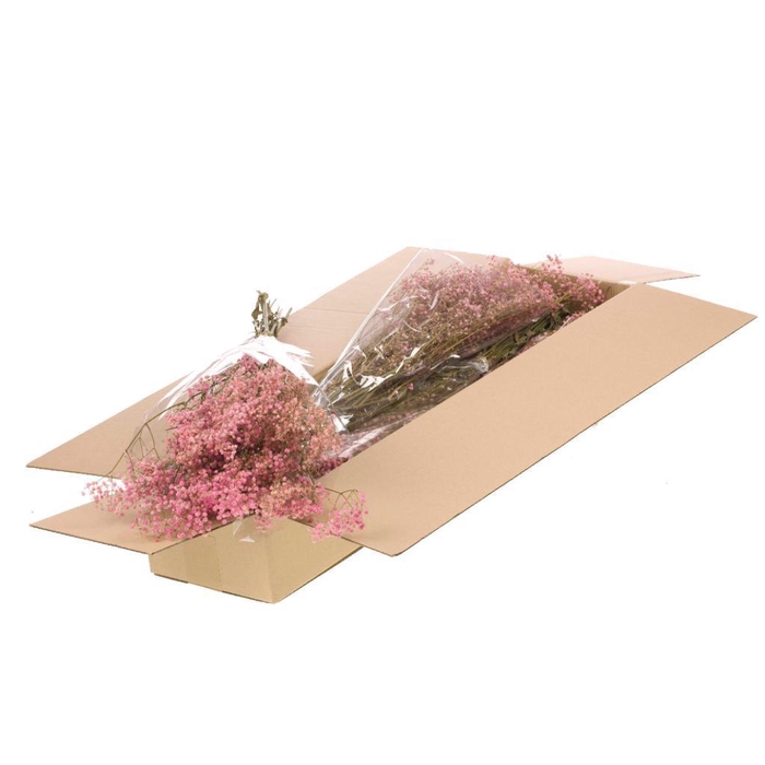 <h4>Gypsophila Preserved Sb Pink</h4>