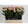 Paeonia Jacorma