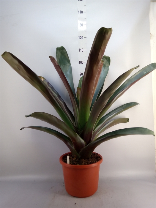 <h4>Bromelia   ...</h4>