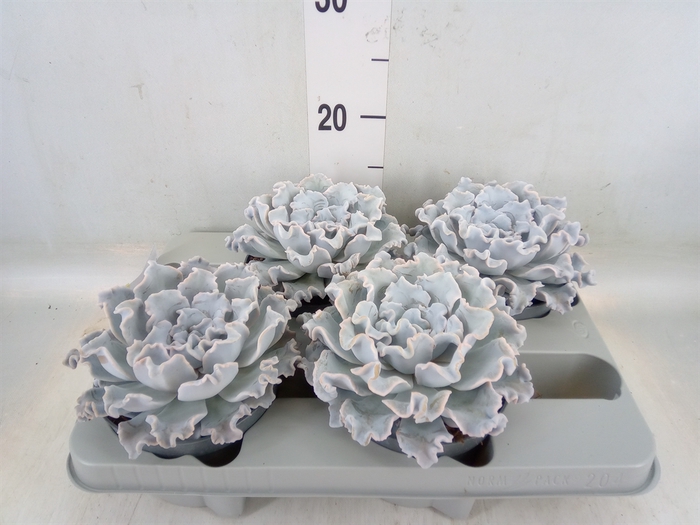 <h4>Echeveria   ...</h4>