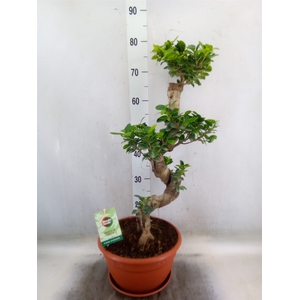 Ficus microcarpa 'Ginseng'