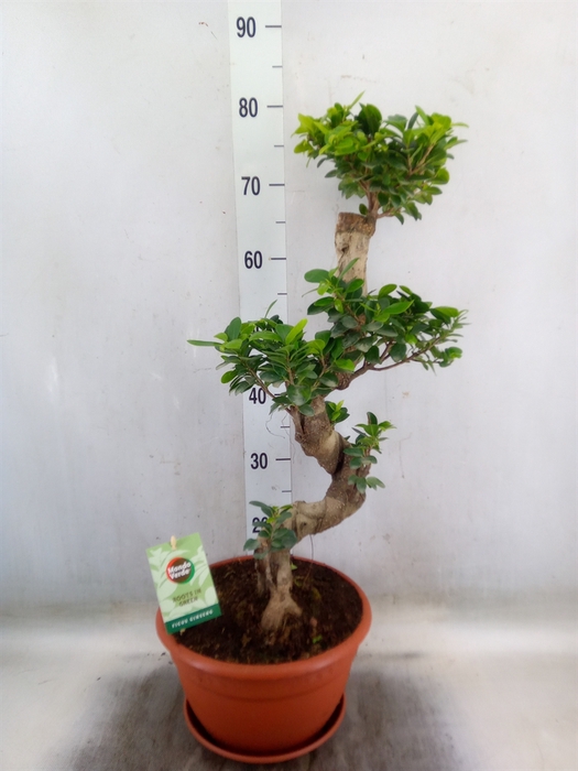 <h4>Ficus microcarpa 'Ginseng'</h4>