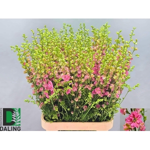 Consolida Q Rose 80cm