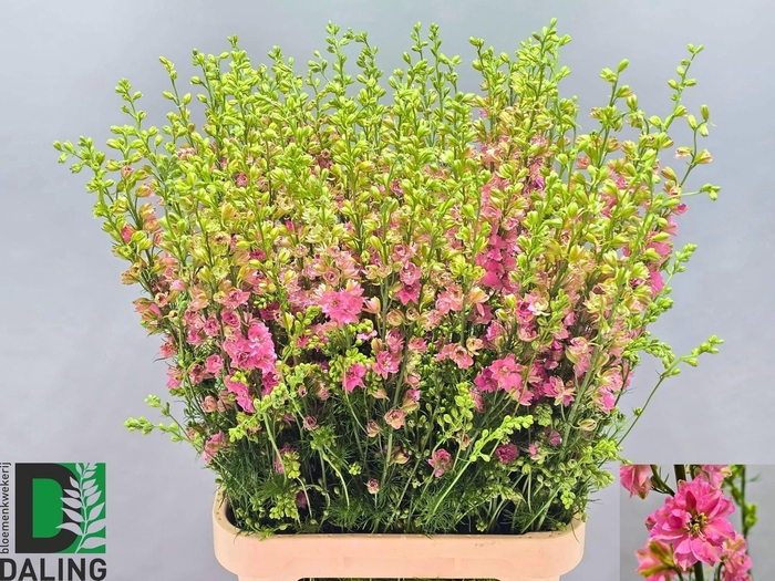 <h4>Consolida Q Rose 80cm</h4>