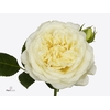 Rosa Tr Freialnd White Ashley