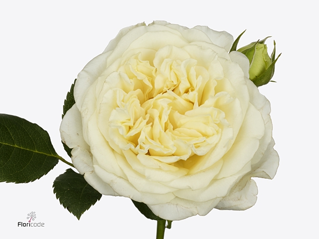 Rosa Tr Freialnd White Ashley