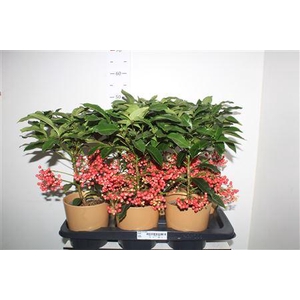 Ardis Crenata In Goud Keramieke Pot