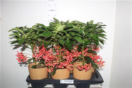 <h4>Ardis Crenata In Goud Keramieke Pot</h4>