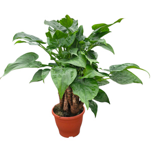 Alocasia multitrunk Green 23 cm