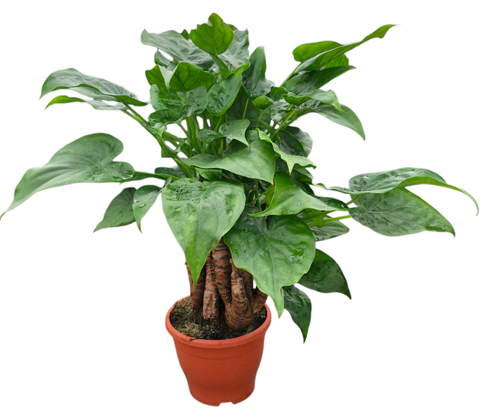 <h4>Alocasia multitrunk Green 23 cm</h4>