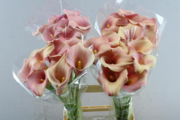 <h4>Zant Royal Salsa Rose L 70</h4>