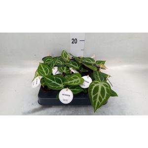 Anthurium   ...