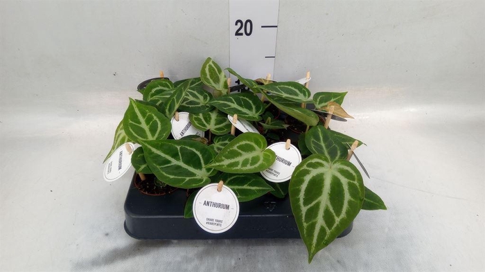 <h4>Anthurium   ...</h4>