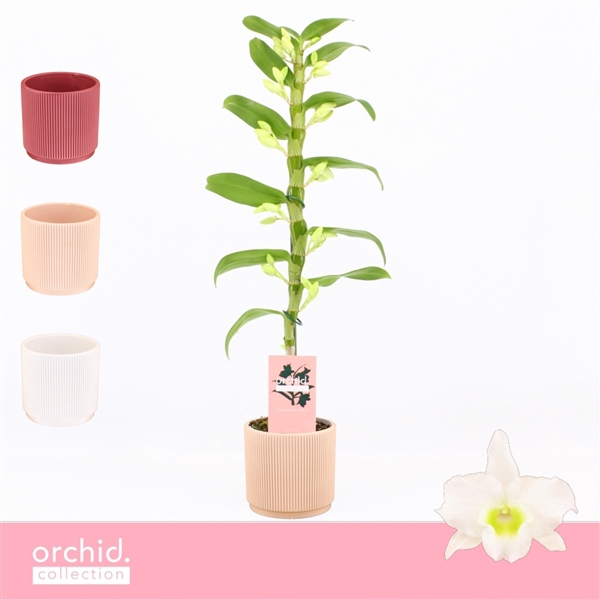 <h4>Dendrobium Nobilé, Apollon 1-spike in Horizon Ribble 'Orchid Collection'</h4>