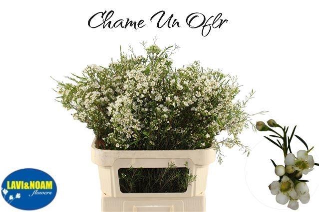 <h4>CHAME UN OFIR</h4>