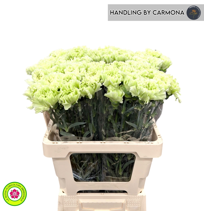 <h4>DI ST GOBLIN</h4>